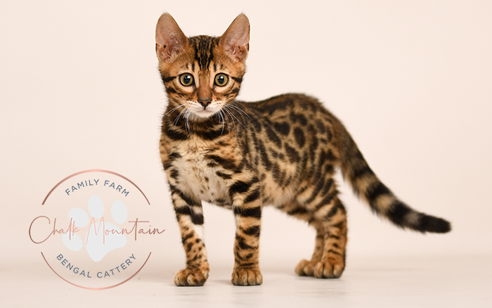 Bengal kitten for sale